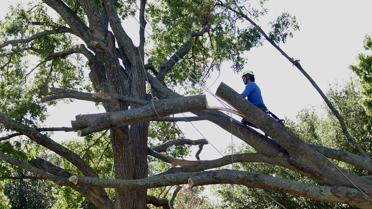 Professional Crown Thinning performed by certified arborists in Dixon Springs
